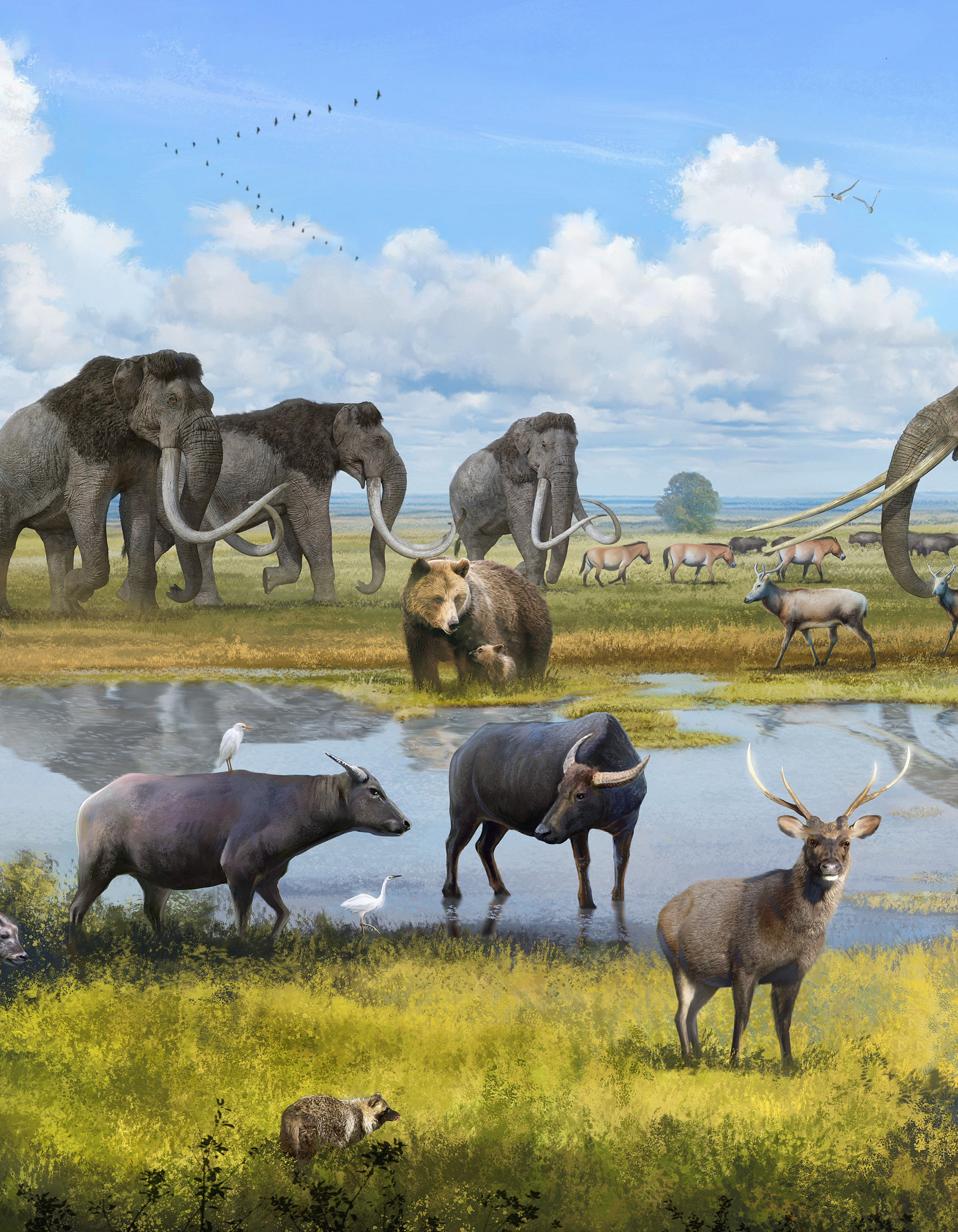 更新世動物群復原圖——劍齒象、猛獁象、水牛、鹿